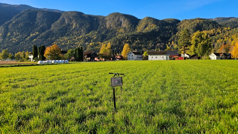 Telemark_Grasareal i Seljord_Siri Svendgård-Stokke.jpg