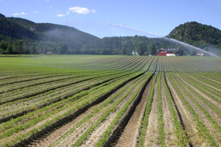 Vestfold_Gulrotareal i Larvik_Ragnhild Sperstad.JPG