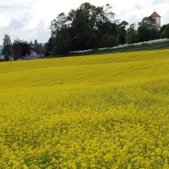 vårryps har behov for god svovelforsyning - annbjørg øverli kristoffersen.jpg