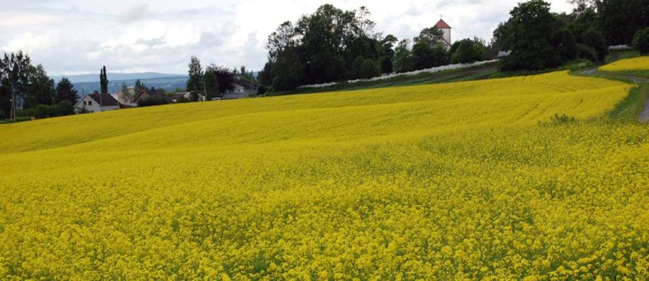 vårryps har behov for god svovelforsyning - annbjørg øverli kristoffersen.jpg