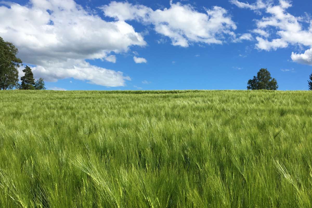 Bølgjande byggåker i Ås_Viken_Foto Kjersti Kildahl_cropped