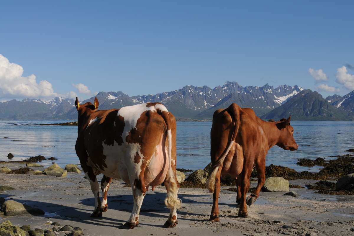 Mjølkekyr i Vesterålen_Foto Solveig Goplen_rett