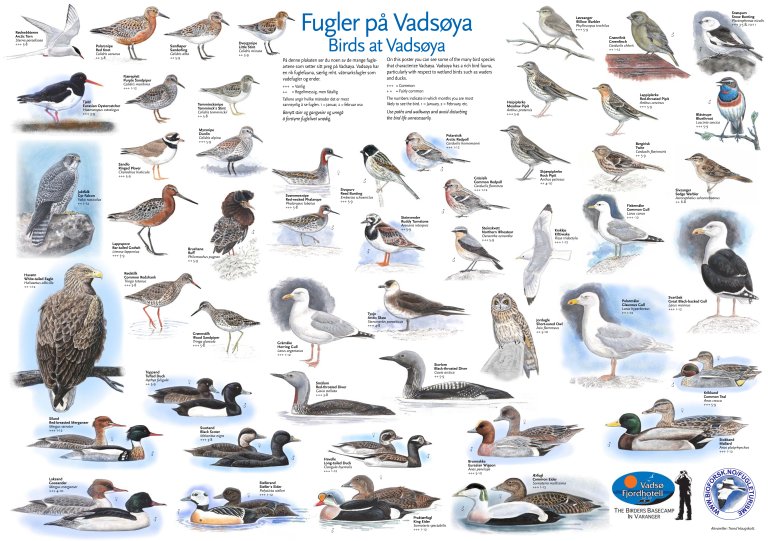 2014-04-04 Vadsøya artsplakat.jpg
