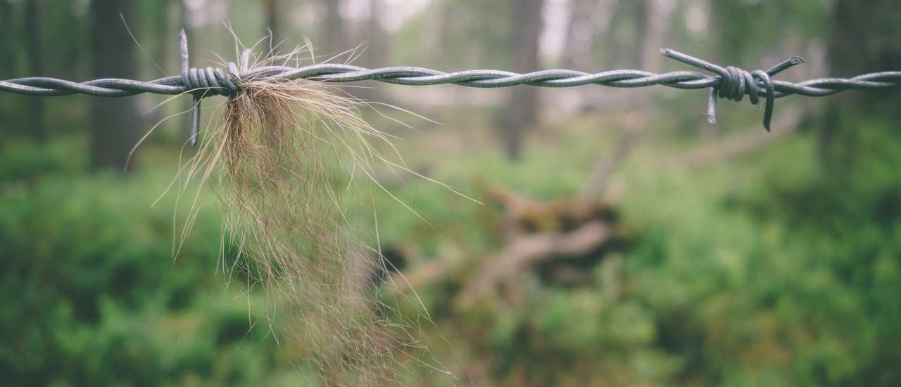 03 Field work and hairtrapping - Alexander Kopatz