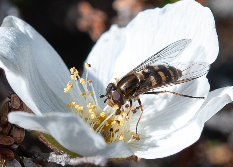 Syrphidae.II.Rubus.chamaemorus.Svanvik.NO.12.6.2019.jpg