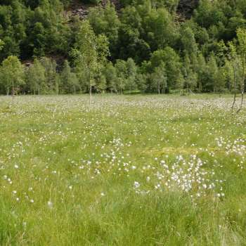 Slåtte-og beitemyr_Bolette_cropped