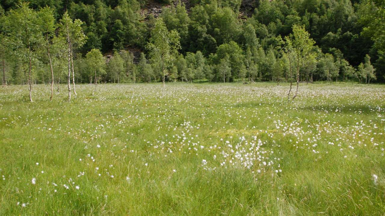 Slåtte-og beitemyr_Bolette_cropped