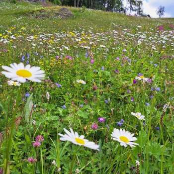 Blomstereng-Ellen-Svalheim