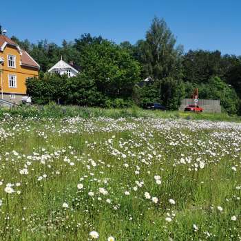 Eng med robustfrøblanding