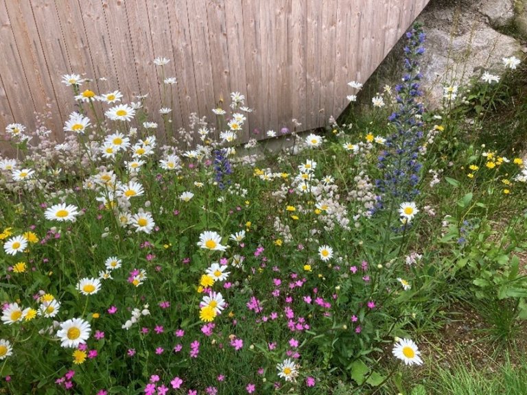 Blomstrende-tørrengblanding1.jpg