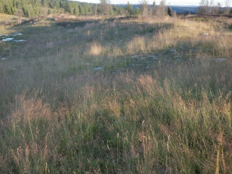 Fjellfrø-Rondane-Dovre-Røros-etter.jpg