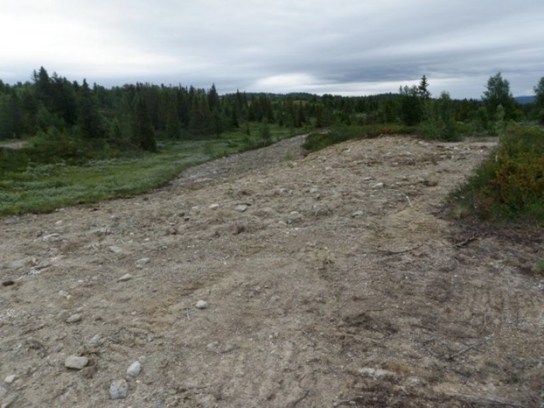Fjellfrø-Rondane-Dovre-Røros-før.jpg