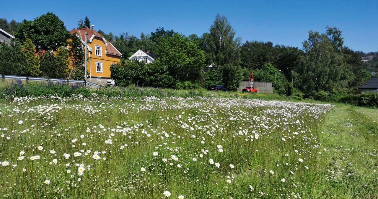 Eng med robustfrøblanding
