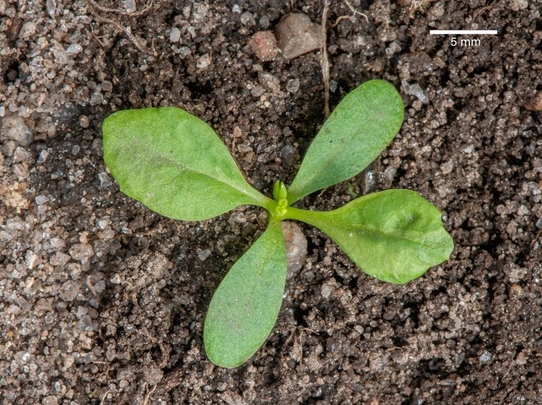 Blåknapp frøplante 20.4.2022-1-Liten.jpg