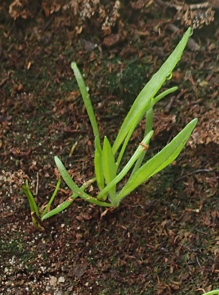 Smalkjempe_Frøplanter_BoletteBele.JPG