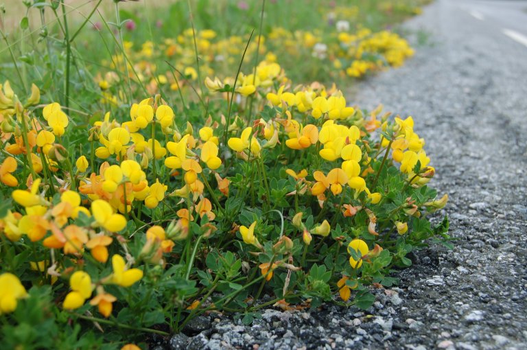 Tiriltunge_hele_planten_Bolette.JPG