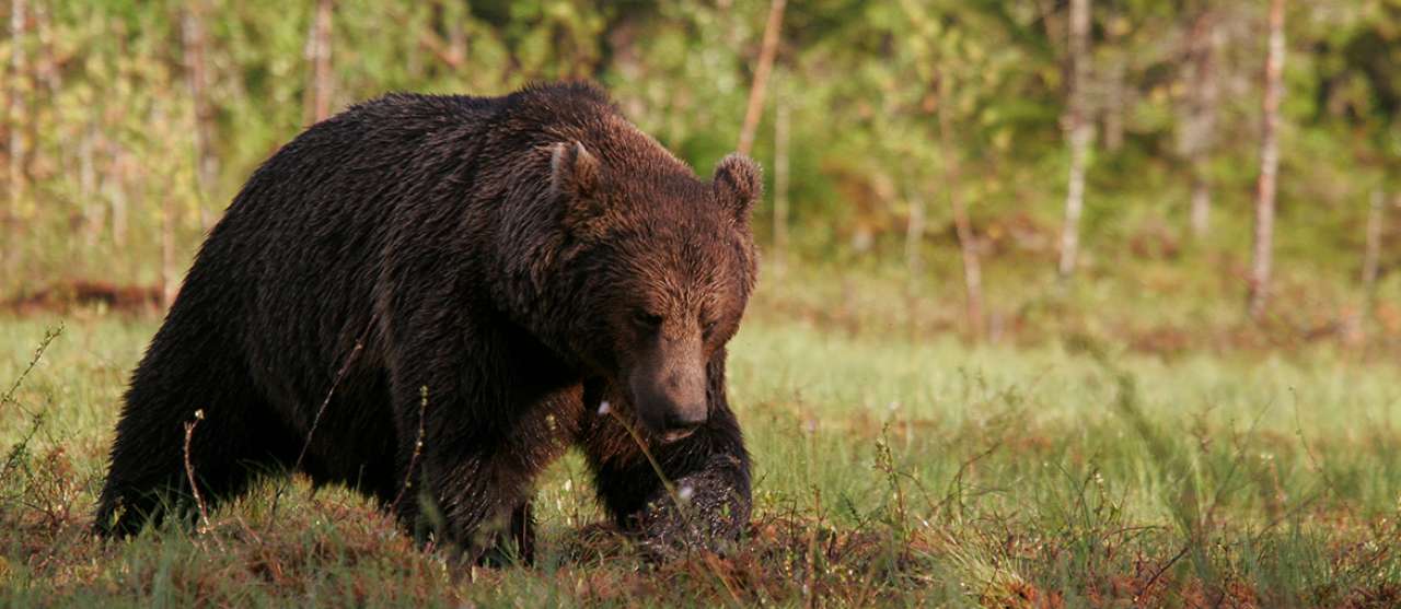 Finnish brown bear - Photo by Alexander Kopatz-1