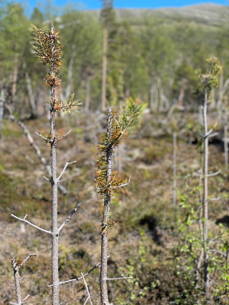 Beiting på furu av elg.jpg