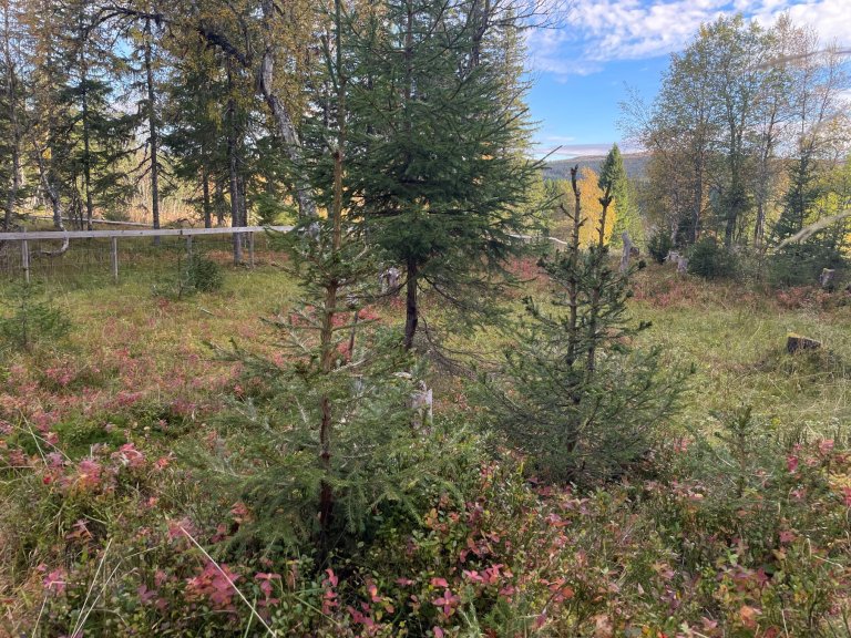 Sterk beiting på gran av geit i grense mellom skog og innmarksbeite