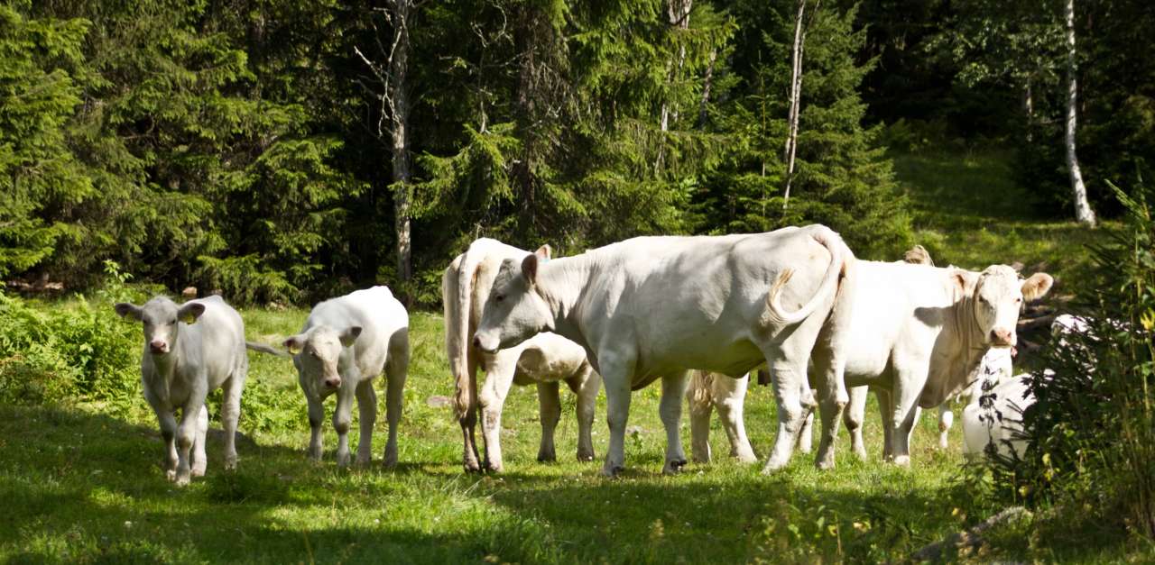 Mange steder er NRF ungdyr på skogsbeite byttet ut med langt større kjøttfe.