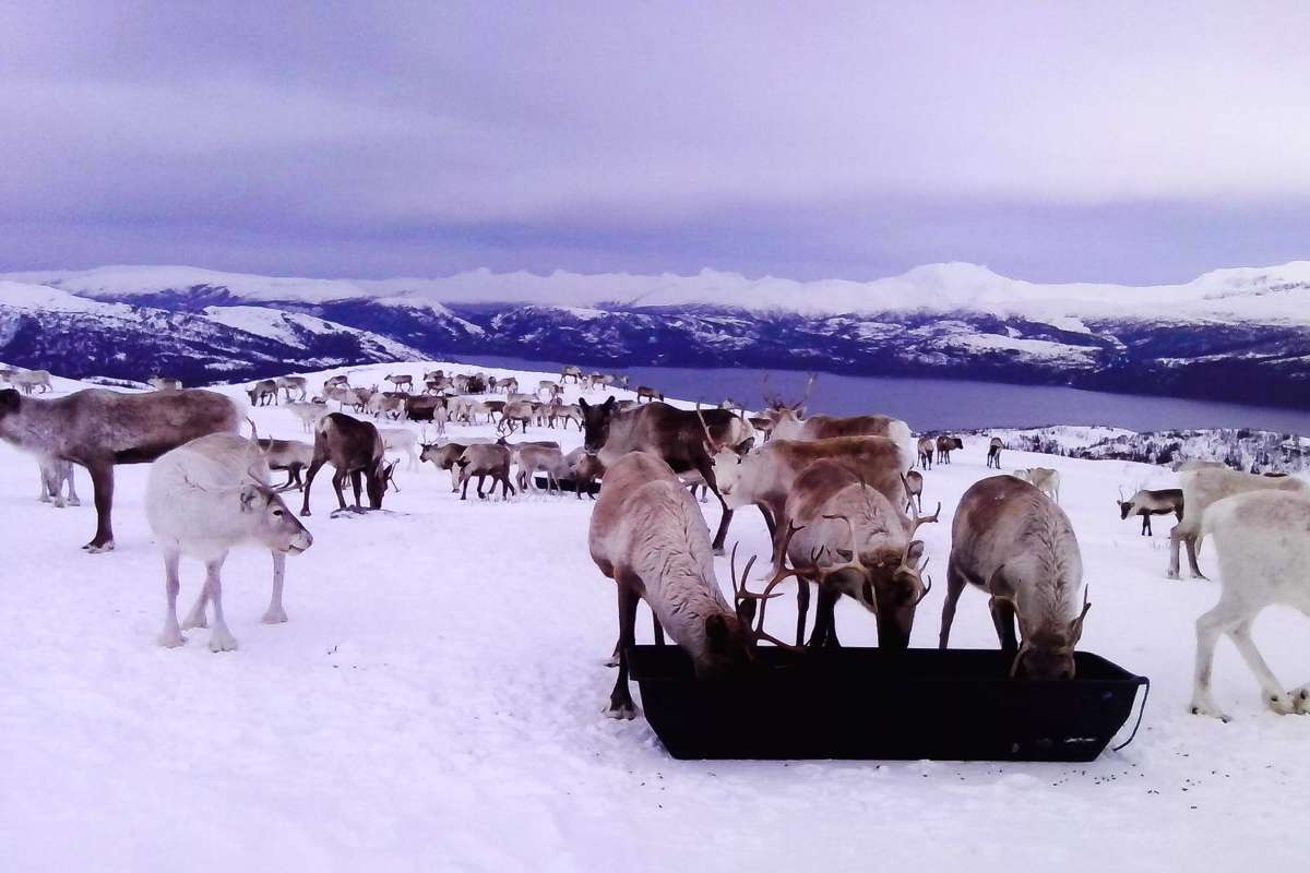 Bilde 1 - Tilleggsfôring av reinsdyr på fritt beite - Foto Tom Lifjell_cropped