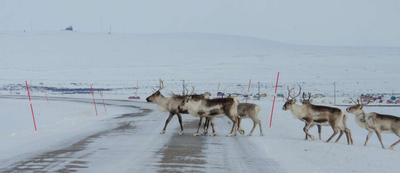 Bilde som viser reinsdyr krysse en snødekt vei