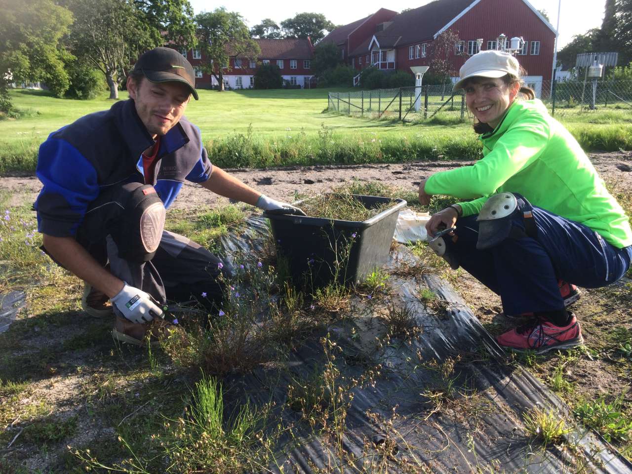 Gunnar Myhre og Elise Pedersen høste blåklokkefrø  Foto Trygve S. Aamlid