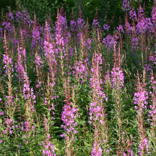 Lilla Blomster I Veikanten