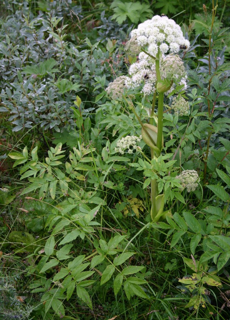 Sløke hele planten.jpg