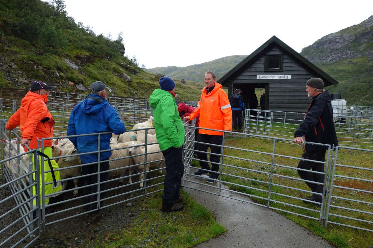 Sanketrø og veiehus2_Beinhellerhaugane_Vaksdal_16082019_MIA