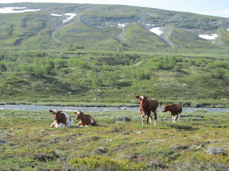 Storfe på utmarksbeite_Langs Lora ved Søre berget_Lesja_11082020_MAS(6).JPG