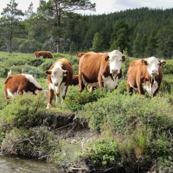 Storfe hereford_Svarthaugbekken Kvamsfjellet_Nord-Fron_040810_YNR