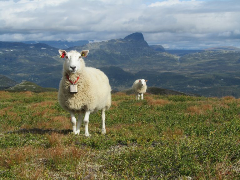 Sau på utmarksbeite_Slettefjellet_Vang_27082020_MAS (2).JPG