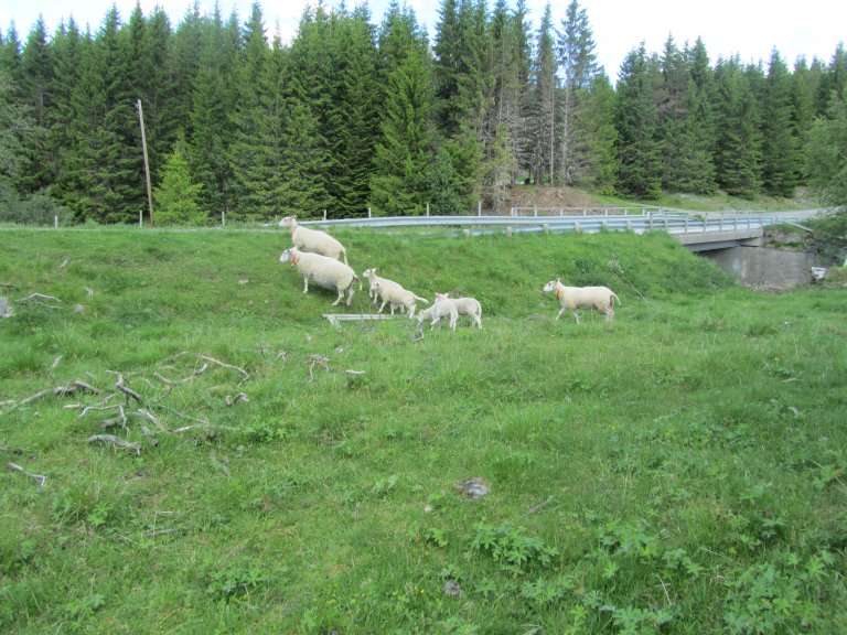 Sau i beitevoll_Langsåvollen(2)_Meråker_18062019_MAS.JPG