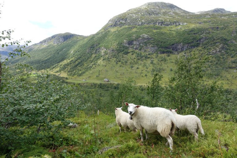 Sau på beite 1_under Grindane_Vang_20082021_RAM.JPG