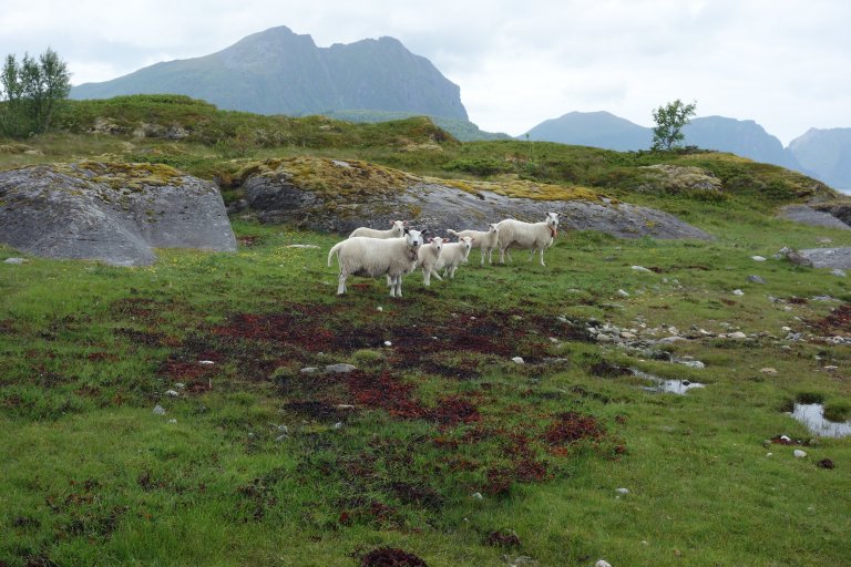 Sau i strandeng_Nordhamran Engeløya_Steigen_24062021_MIA.JPG