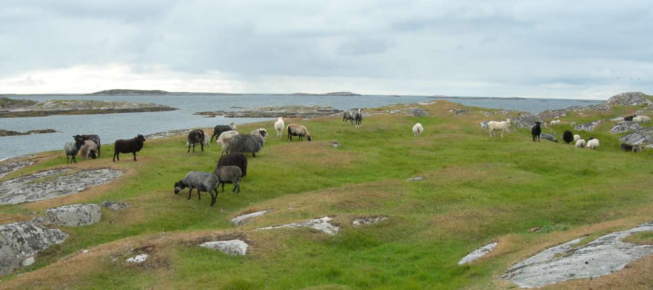 Sau4_Sørburøya vest Froan 2_Frøya_310707_YNR