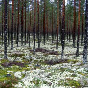 6a lav- og lyngrik furuskog, svært lavrik 2 _Åmot_03092009_JOH