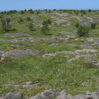 3agk Lågurteng låglandsutf grasrik kalkspatmarmor_Viksåsen_Vega_020703_MIA