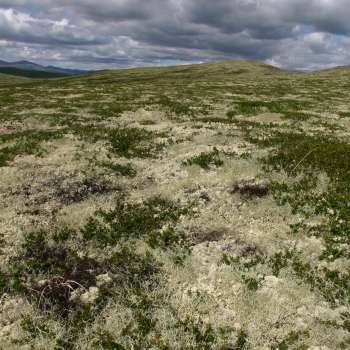 2c Lavhei6_Vordengvorda Høstdalen_Alvdal_050710_YNR