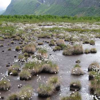 9d Blautmyr_Kvalvik_Lyngen_250609_LAL