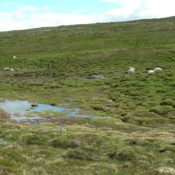 1b Grassnøleie sau2_Storbekkfatet Vingelen_Tolga_110707_YNR