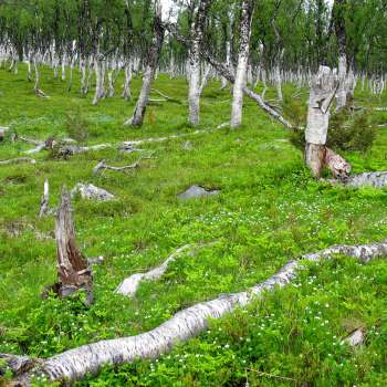 4b Blåbærbjørkeskog gammalskog_under Blombakklia - Svartfjell_Lenvik_080710_PKB