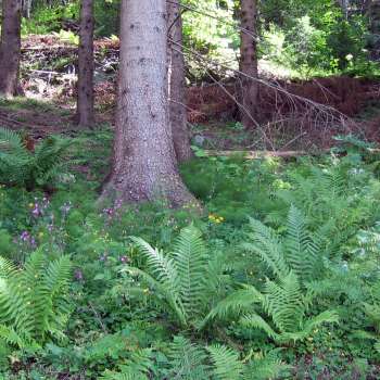 7c Enggranskog B1 frodig lågurtskog_1304 Nesgrenda_Tvedestrand_07142006_JOH