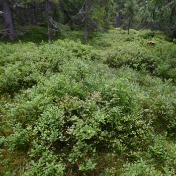 7b Blåbærgranskog4_Nysætra Åstdalen_Hamar_260808_YNR