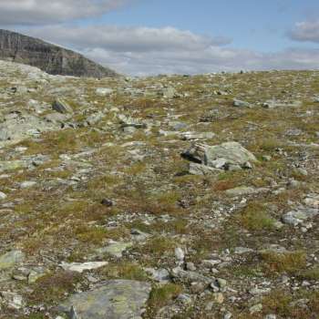 1c Frostmark lesidetype_4270 Lavangstinden_Balsfjord_050808_PKB