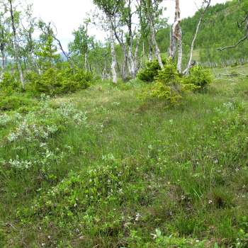 8c Fattig sumpskog bjørk gran_under Blombakklia Svartfjell_Lenvik_080710_PKB