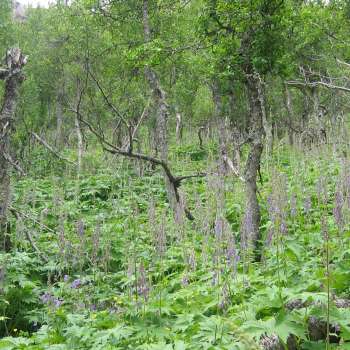 4c Engbjørkeskog1 C2a Høgstaudeutf._1311 Løkjegrønuten_Hjartdal_18072005_JOH