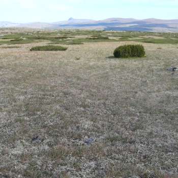 2b Tørrgrashei sausvingel stivstorr2_Under Gråhøgda Spekedalen_Rendalen_290606_YNR