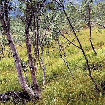 8a Fuktskog bjørk_øvre Gardselva Hopvatnet_Steigen_01_PKB